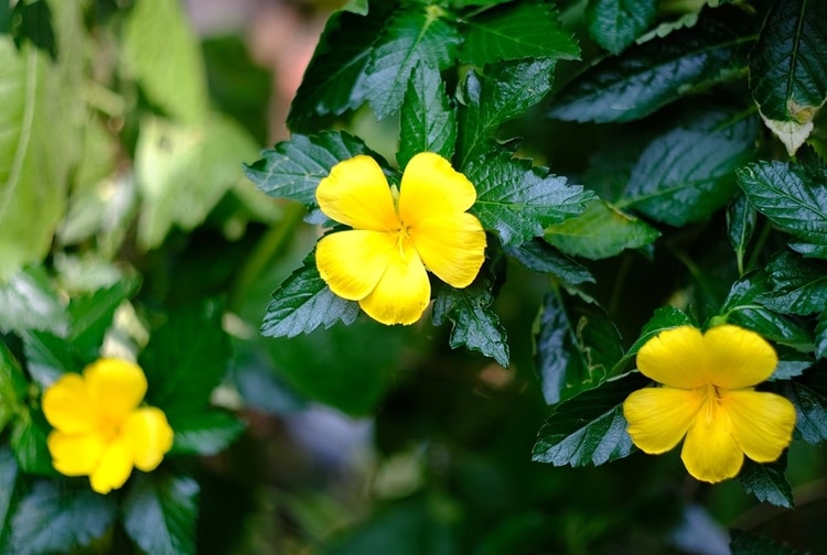 Damiana Leaf