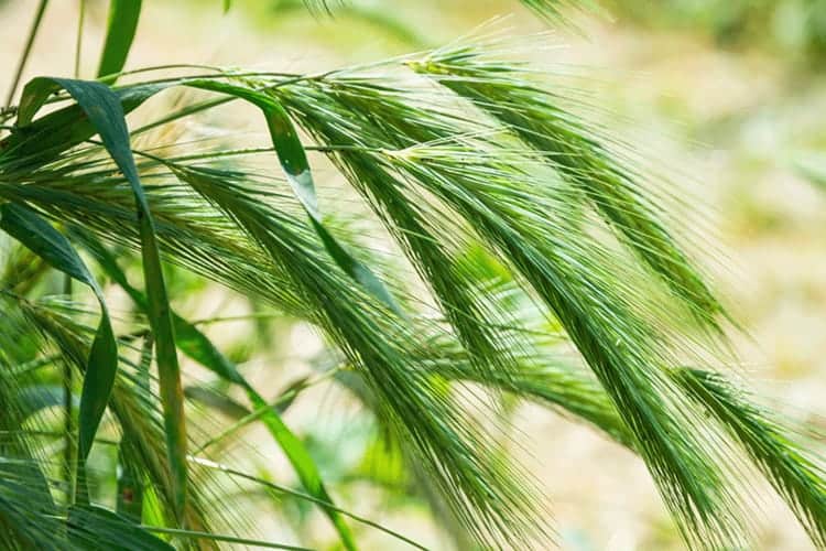 Rye Grass Pollen - Γύρη Σίκαλης για την Υγεία του προστάτη